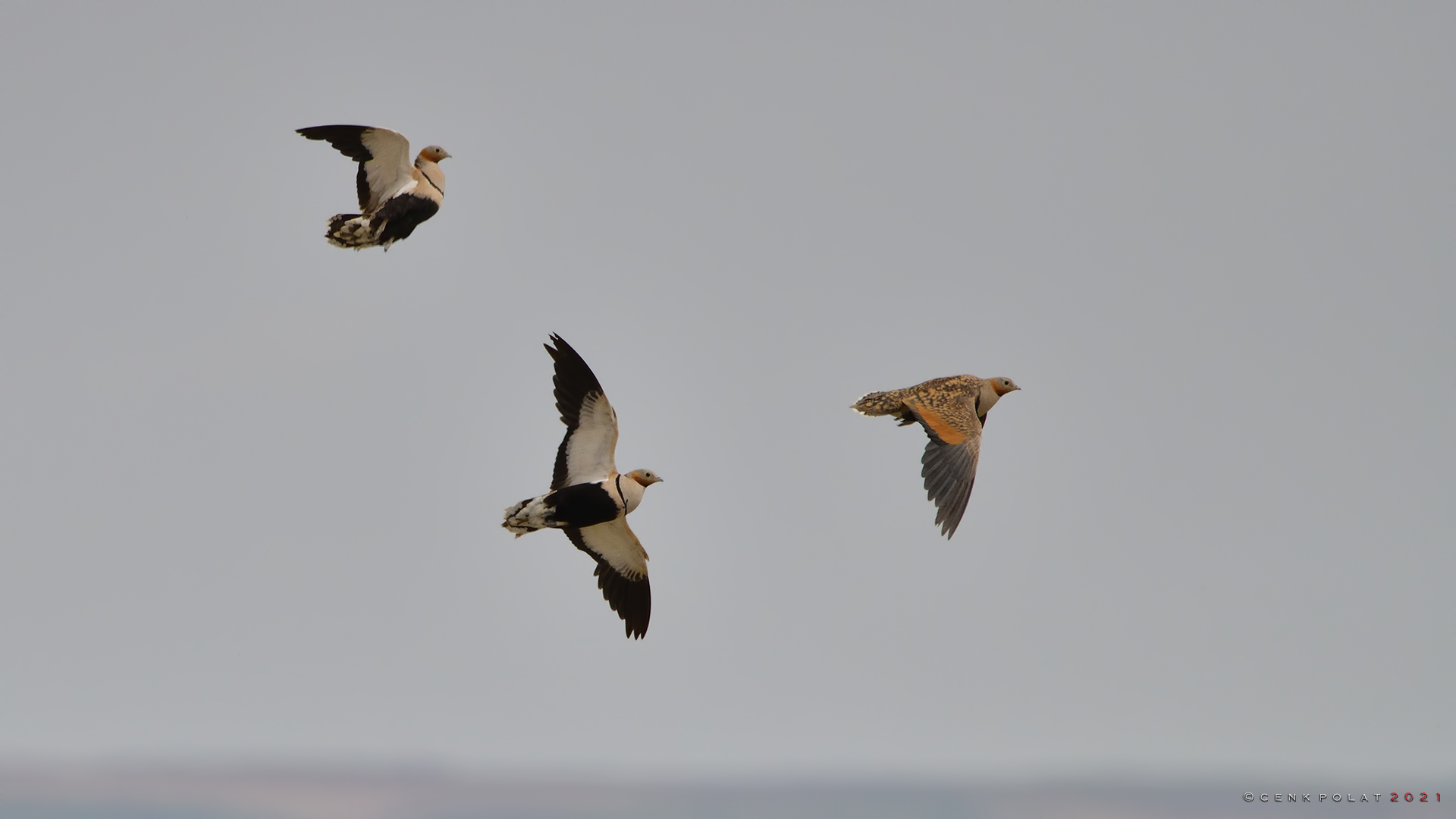 Black-bellied Sandgrouse